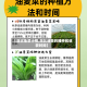 【湖北油菜行情,湖北油菜的播种和收获时间】