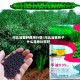 河北油菜籽费用行情/河北油菜种子什么品种比较好