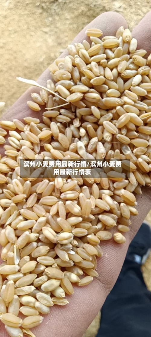 滨州小麦费用最新行情/滨州小麦费用最新行情表-第1张图片