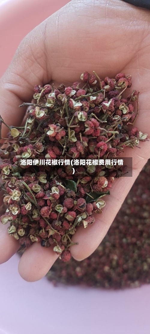 洛阳伊川花椒行情(洛阳花椒费用行情)-第2张图片