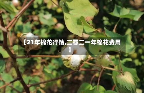 【21年棉花行情,二零二一年棉花费用】-第1张图片