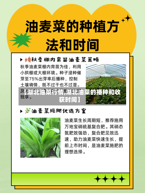 【湖北油菜行情,湖北油菜的播种和收获时间】-第1张图片