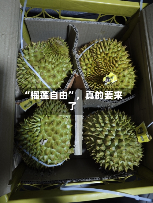 “榴莲自由”	，真的要来了-第2张图片
