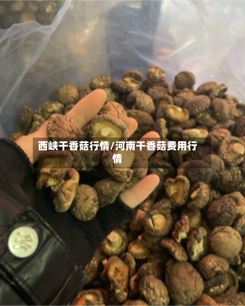 西峡干香菇行情/河南干香菇费用行情-第1张图片
