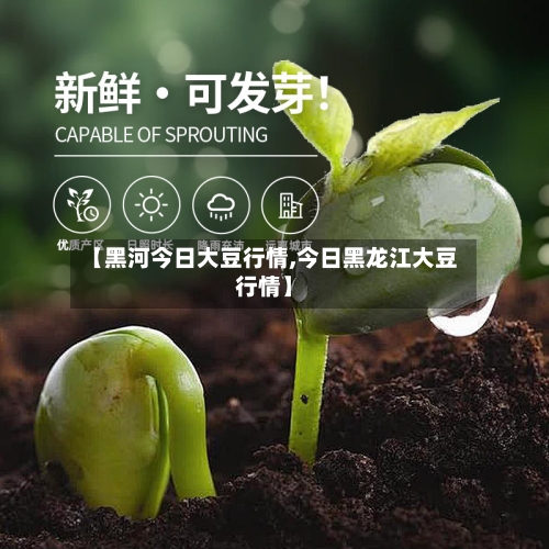 【黑河今日大豆行情,今日黑龙江大豆行情】-第1张图片