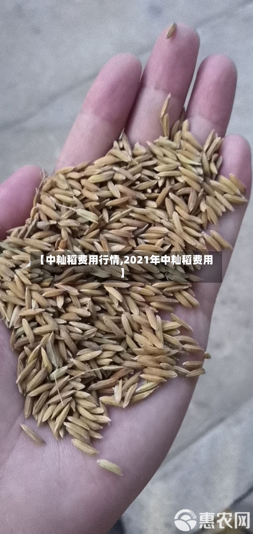 【中籼稻费用行情,2021年中籼稻费用】-第1张图片