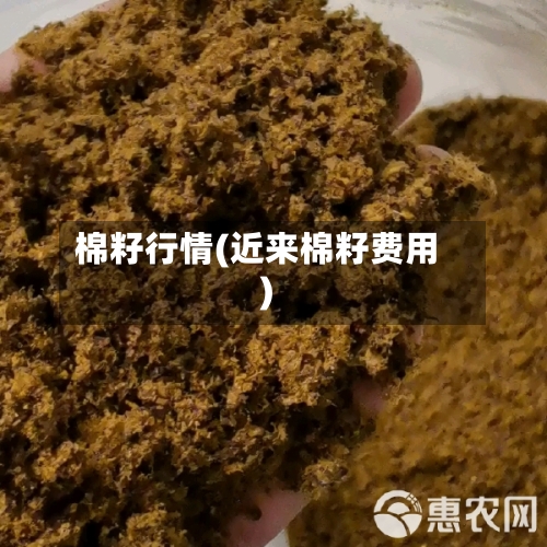 棉籽行情(近来棉籽费用)-第1张图片