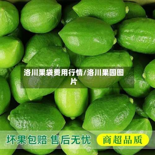 洛川果袋费用行情/洛川果园图片-第1张图片