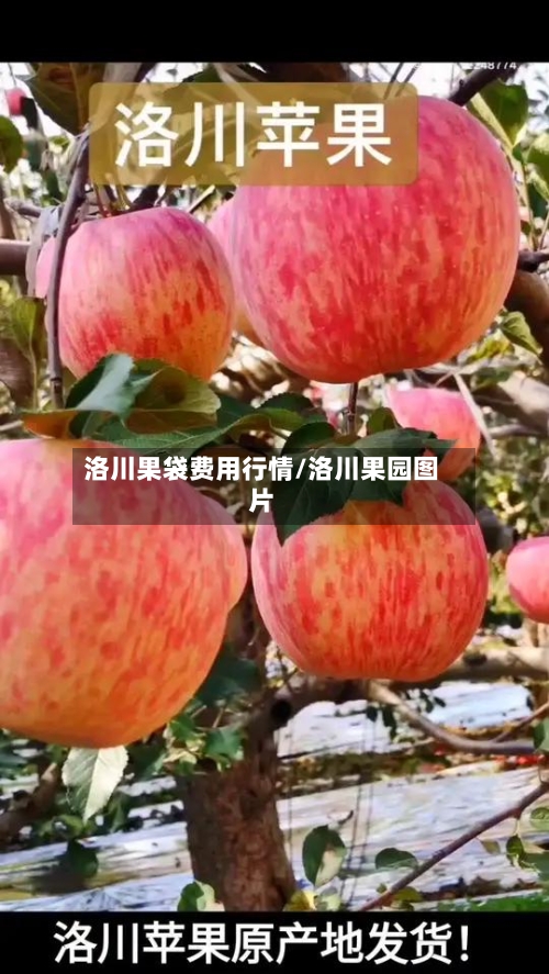 洛川果袋费用行情/洛川果园图片-第2张图片