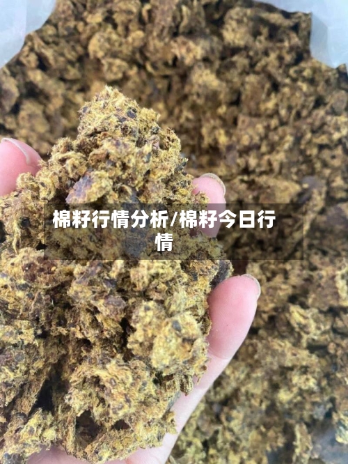 棉籽行情分析/棉籽今日行情-第1张图片
