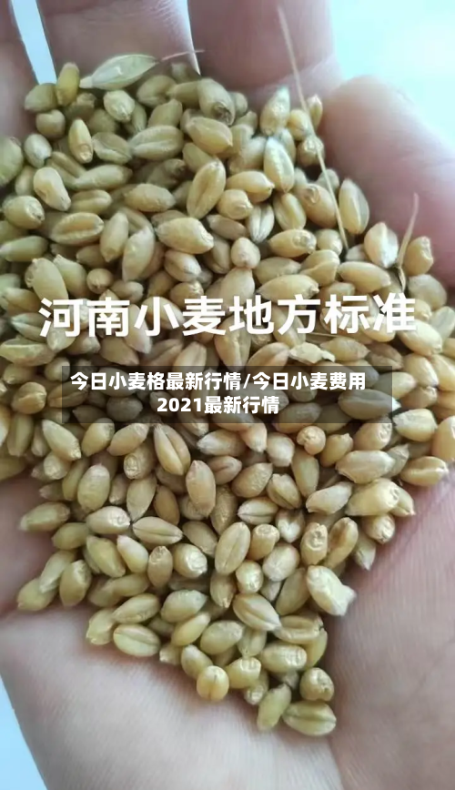 今日小麦格最新行情/今日小麦费用2021最新行情-第2张图片
