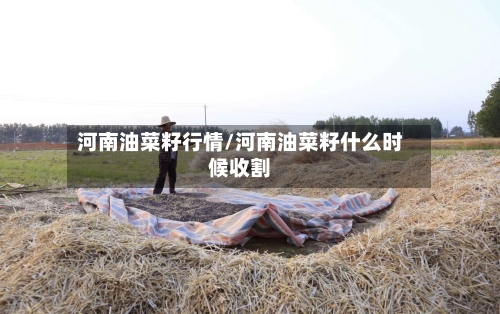河南油菜籽行情/河南油菜籽什么时候收割-第1张图片
