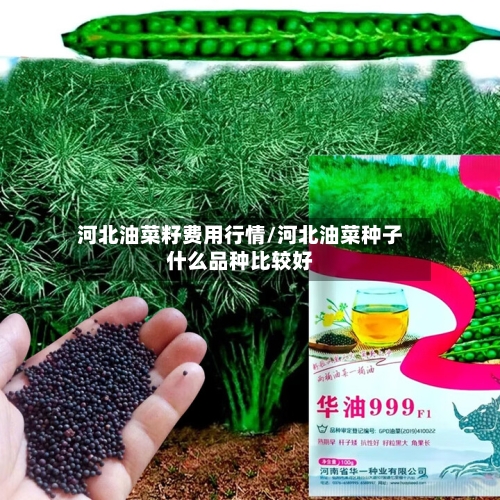 河北油菜籽费用行情/河北油菜种子什么品种比较好-第1张图片